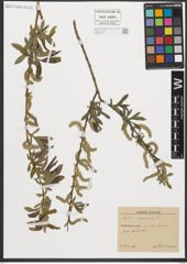 Foto von Salix purpurea L.